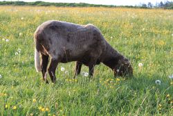 Unsere Tiere - Ferienbauerhhof Emmert - Ferienwohnungen