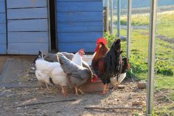 Unsere Tiere - Ferienbauerhhof Emmert - Ferienwohnungen