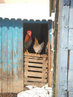 Unsere Tiere - Ferienbauerhhof Emmert - Ferienwohnungen