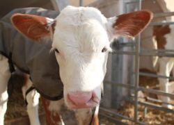 Unsere Tiere - Ferienbauerhhof Emmert - Ferienwohnungen