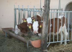 Unsere Tiere - Ferienbauerhhof Emmert - Ferienwohnungen