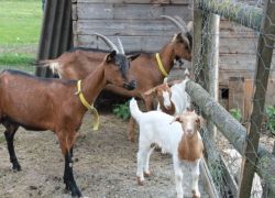 Unsere Tiere - Ferienbauerhhof Emmert - Ferienwohnungen