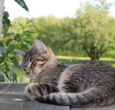 Unsere Tiere - Ferienbauerhhof Emmert - Ferienwohnungen