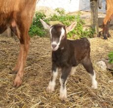 Unsere Tiere - Ferienbauerhhof Emmert - Ferienwohnungen