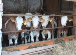 Unsere Tiere - Ferienbauerhhof Emmert - Ferienwohnungen